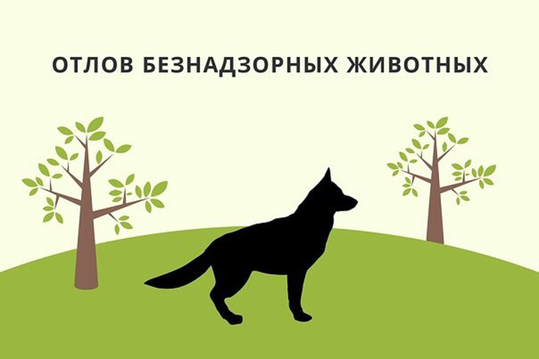 МЕРОПРИЯТИЯ ПО ОТЛОВУ ЖИВОТНЫХ БЕЗ ВЛАДЕЛЬЦЕВ. МЕРОПРИЯТИЯ ПО ОТЛОВУ ЖИВОТНЫХ БЕЗ ВЛАДЕЛЬЦЕВ.